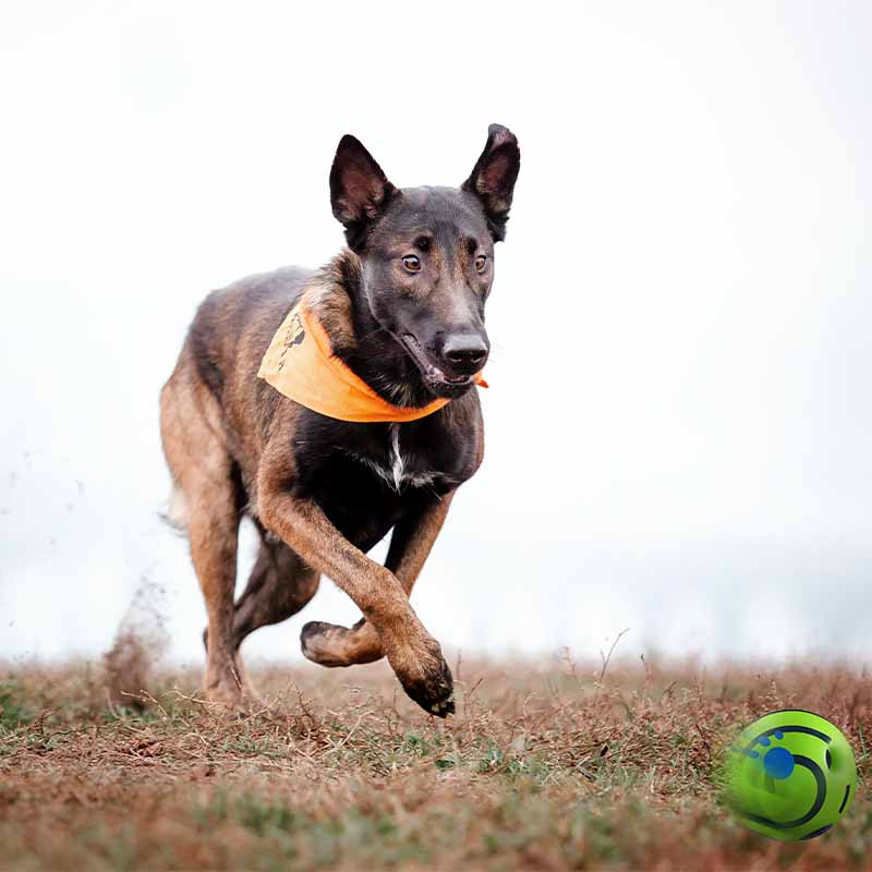 Pelota interactiva para mascotas vista adicional tamaños – Mil Ideas